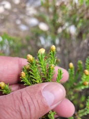 Oedera uniflora