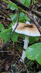 Lepiota rubrotinctoides