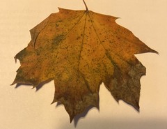 Acer