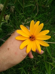 Aspilia pascalioides