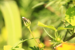 Anochrostomus formosus