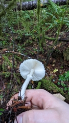 Lepiota rubrotinctoides