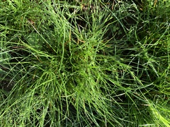Isolepis cernua