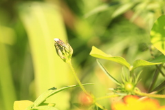 Anochrostomus formosus