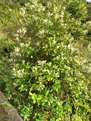 Pittosporum