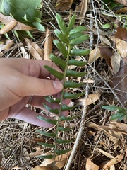 Polystichum acrostichoides