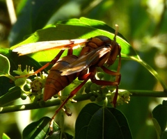 Polistes carnifex carnifex