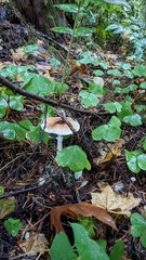 Lepiota rubrotinctoides