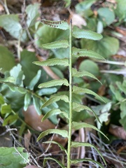 Polystichum acrostichoides