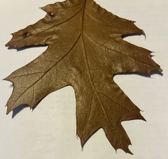 Quercus rubra