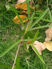 Aspilia pascalioides