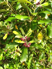 Pittosporum