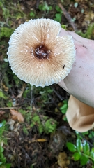 Lepiota rubrotinctoides