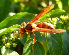 Polistes carnifex carnifex