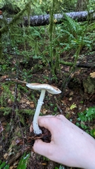 Lepiota rubrotinctoides