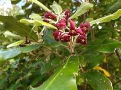 Pittosporum