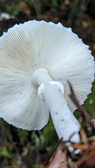 Lepiota rubrotinctoides