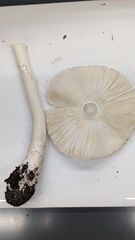 Lepiota rubrotinctoides