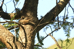 Sceloporus albiventris