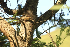 Sceloporus albiventris