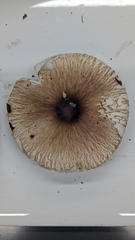 Lepiota rubrotinctoides