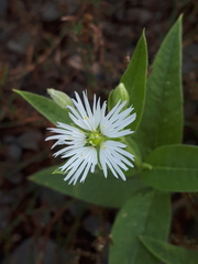 Stellaria radians
