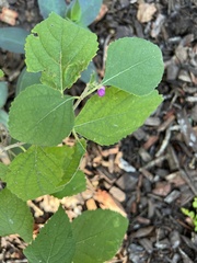 Callicarpa