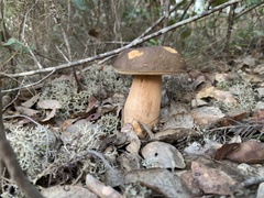 Boletus aereus