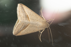 Mocis frugalis