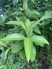 Miconia prasina
