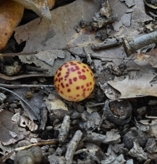 Atrusca quercuscentricola