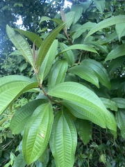 Miconia prasina