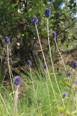 Salvia stachyoides