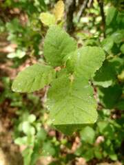 Nothofagus glauca