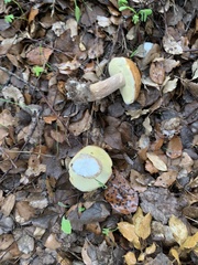 Boletus reticulatus