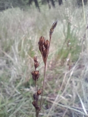 Juncus squarrosus