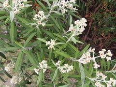 Buddleja loricata