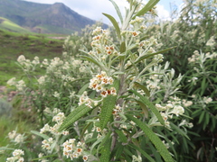 Buddleja loricata