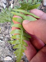 Blechnum hastatum