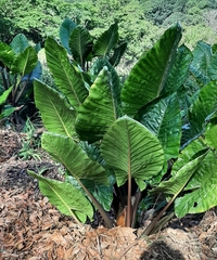 Alocasia
