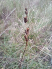 Juncus squarrosus