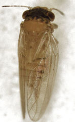 Ctenarytaina insularis