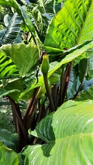 Alocasia