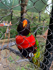 Trichoglossus forsteni