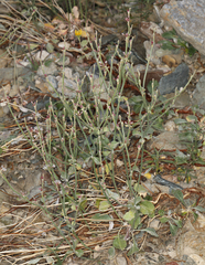 Eriogonum panamintense