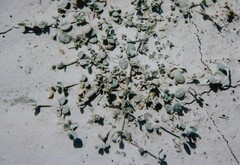 Atriplex buchananii