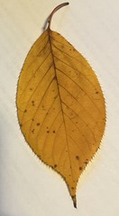 Magnoliopsida