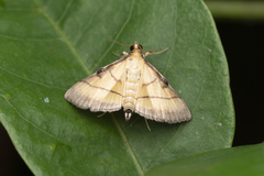 Cnaphalocrocis