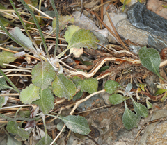 Eriogonum panamintense