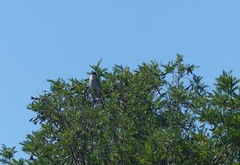 Lanius collaris collaris